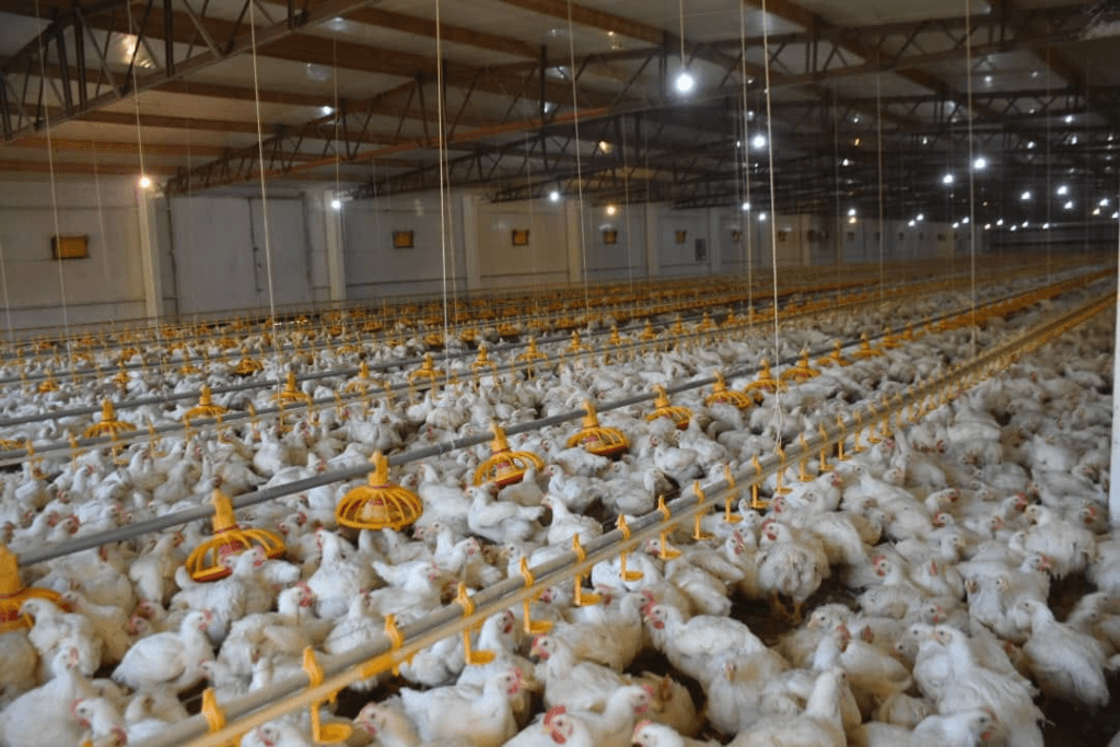 Poultry farm